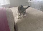 Phoebe - Domestic Kitten For Adoption - Cleveland&comma; OH&comma; US