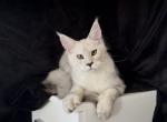 Male - Maine Coon Kitten For Sale - NY&comma; US