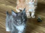 Playfull Maine Coon Kitten For Sale - Maine Coon Kitten For Sale - 