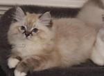 Seal lynx mitted - Ragdoll Kitten For Sale - Bristow&comma; VA&comma; US