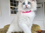 Excellent Ragdoll Kittens For Sale - Ragdoll Kitten For Sale - Jacksonville&comma; FL&comma; US