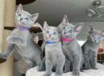 Perfect Russian Blues Kittens - Russian Blue Kitten For Sale - 