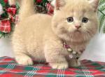 Gorgeous Munchkin Kittens Ready For Sale - Munchkin Kitten For Sale - Jacksonville&comma; FL&comma; US