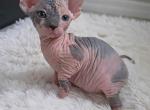 Hairless Sphynx Kittens Ready Now - Sphynx Kitten For Sale - Jacksonville&comma; FL&comma; US