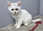 Luke - Scottish Straight Kitten For Sale - FL&comma; US