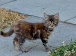fluffy kittens - Domestic Kitten For Sale - 