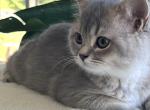 female kittens - British Shorthair Kitten For Sale - 