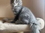 Varia - Maine Coon Kitten For Sale - Denver&comma; CO&comma; US