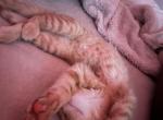 Leo - Domestic Kitten For Sale - Avon&comma; IN&comma; US