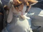 Calico kitty - Domestic Kitten For Sale - Indianapolis&comma; IN&comma; US