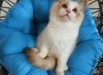 Litter 'G' - Ragdoll Kitten For Sale - Brighton&comma; CO&comma; US