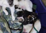 Cane cuu n calio - Maine Coon Kitten For Sale - PA&comma; US