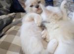Leah - Domestic Kitten For Sale - 