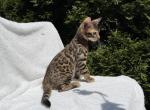 Boy Bengal - Bengal Kitten For Sale - 