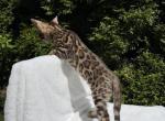 Boy Bengal - Bengal Kitten For Sale - Deerfield&comma; IL&comma; US