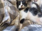 Avery - Domestic Kitten For Sale - Pomona&comma; CA&comma; US