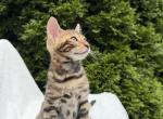 Bengal kitten - Bengal Kitten For Sale - 