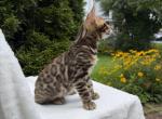 Bengal kitten - Bengal Kitten For Sale - 
