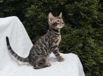Bengal Girl - Bengal Kitten For Sale - Deerfield&comma; IL&comma; US