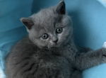 Princess - Scottish Straight Kitten For Sale - Davenport&comma; FL&comma; US