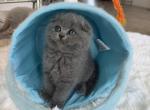 Mochi - Scottish Fold Kitten For Sale - Davenport&comma; FL&comma; US