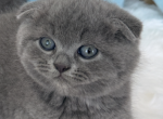 Oreo - Scottish Fold Cat For Sale - Davenport&comma; FL&comma; US