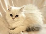 Scottish straight - Scottish Straight Kitten For Sale - Helotes&comma; TX&comma; US