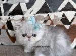Mikey - Persian Kitten For Sale - Fort Worth&comma; TX&comma; US