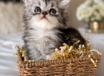 STERLING - Persian Kitten For Sale - Orlando&comma; FL&comma; US