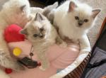 Rare Fawn Ragdoll Kitten with Stunning Blue Eyes - Ragdoll Kitten For Sale - Laurel&comma; MD&comma; US