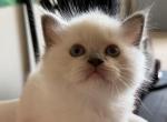 Blue Mitted Ragdoll - Ragdoll Kitten For Sale - Laurel&comma; MD&comma; US