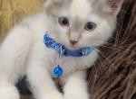 Beautiful kittens ready for a home - American Longhair Kitten For Sale - Dearborn Heights&comma; MI&comma; US