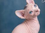 Blue - Sphynx Kitten For Sale - 