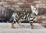 Bengal Kittens - Bengal Kitten For Adoption - Santa Clarita&comma; CA&comma; US