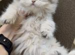 Ollie - British Shorthair Kitten For Sale - Vancouver&comma; WA&comma; US