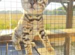 Cassius - Bengal Kitten For Sale - 