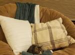 Fudge - American Shorthair Kitten For Sale - 
