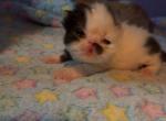 Bubba and Wednesday floofies Persians - Persian Kitten For Sale - 