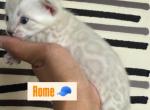 Urban Legends Cattery - Bengal Kitten For Sale - Yuba City&comma; CA&comma; US