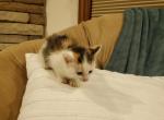 Haley - American Shorthair Kitten For Sale - 