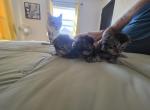 Cinderellas Helpers - Maine Coon Kitten For Sale - Longview&comma; WA&comma; US