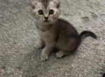 Scottish Fold - Scottish Fold Kitten For Sale - 