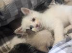 Crystal - Domestic Kitten For Sale - 