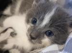 Julie - Domestic Kitten For Sale - Pomona&comma; CA&comma; US