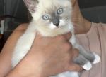 Leche - Domestic Kitten For Sale - Fort Collins&comma; CO&comma; US