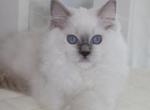 ARIA Blue mitted Female - Ragdoll Kitten For Sale - Chattanooga&comma; TN&comma; US
