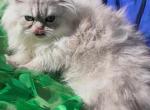 BBeautiful silver shaded Chinchilla Doll face Male - Persian Kitten For Sale - CA&comma; US