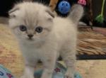 Sam - Scottish Fold Kitten For Sale - Rockford&comma; IL&comma; US