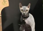 Elf sphynx female - Sphynx Cat For Sale - 
