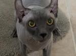Elf - Sphynx Kitten For Sale - 